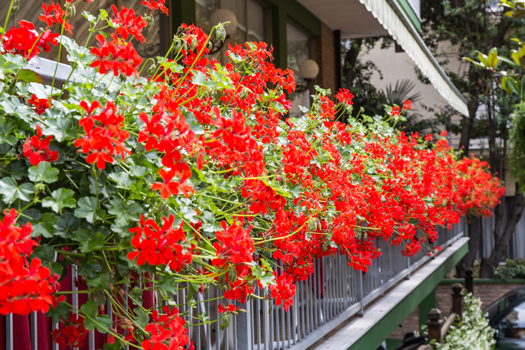 balcone-sala-fiorito